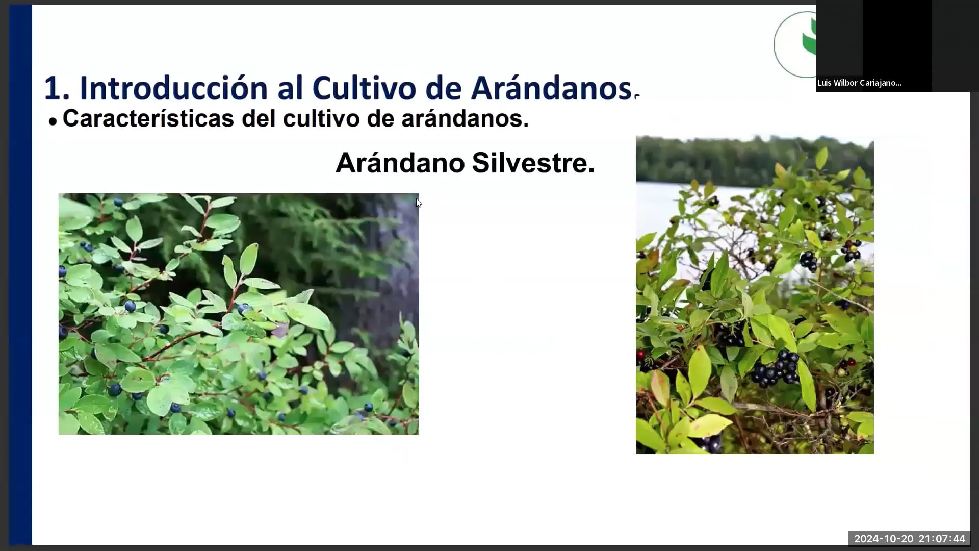 Sistema de riego y nutrición en el cultivo de arándanos